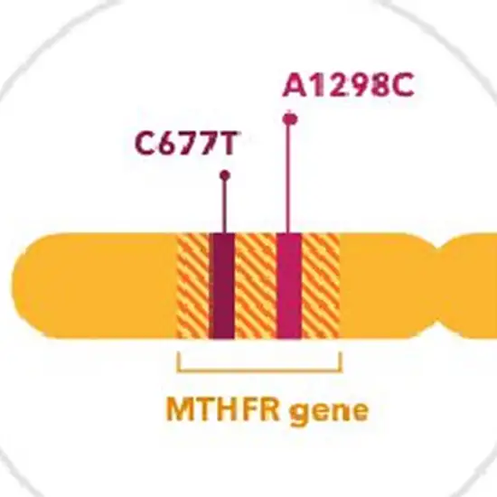 MTHFR GENE PCR QUALITATIVE Test